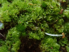 Fossombronia pusilla