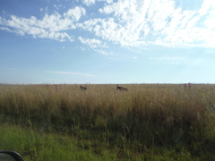 Alcelaphus buselaphus