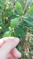 Cotinusa