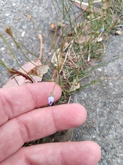 Wahlenbergia marginata