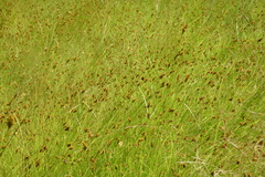 Carex bebbii