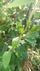 Cotinusa