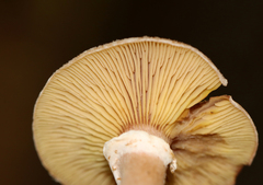Armillaria gallica