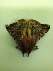 Ormiscodes amphimone