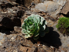 Aeonium hierrense