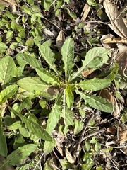 Ruellia nudiflora