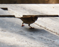 Passer domesticus