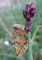 Allium atrosanguineum