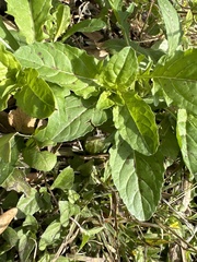 Ruellia nudiflora
