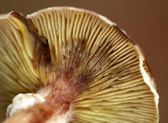 Armillaria gallica