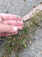 Wahlenbergia marginata