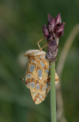 Allium atrosanguineum
