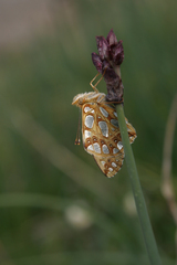 Allium atrosanguineum