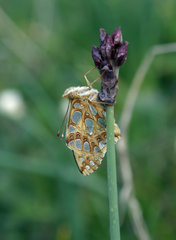 Allium atrosanguineum