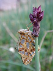 Allium atrosanguineum
