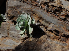 Aeonium hierrense