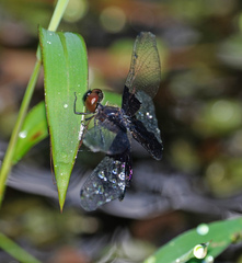 Rhyothemis triangularis