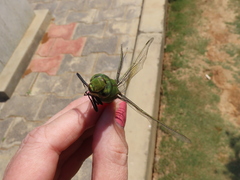 Anax indicus