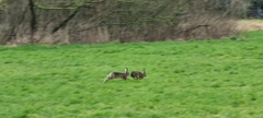 Lepus europaeus