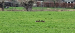 Lepus europaeus