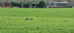 Lepus europaeus