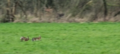 Lepus europaeus