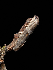 Tortricodes alternella