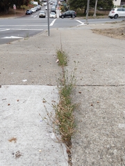 Wahlenbergia marginata