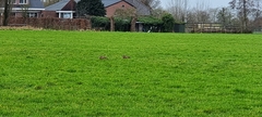 Lepus europaeus