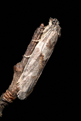 Tortricodes alternella