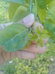 Diaphorina citri