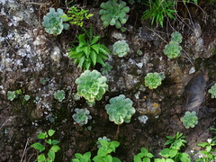 Aeonium hierrense