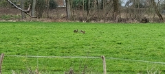 Lepus europaeus