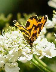 Polythrena coloraria