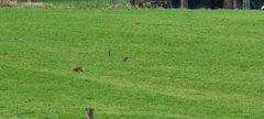 Lepus europaeus