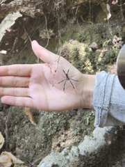 Trichonephila fenestrata