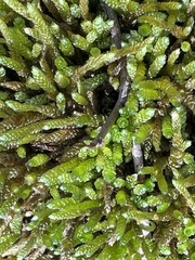 Bryoandersonia