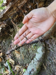 Trichonephila fenestrata