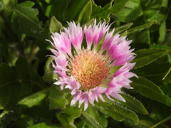 Centaurea pullata