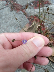 Wahlenbergia marginata