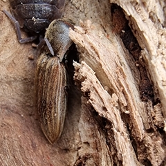 Agriotes lineatus