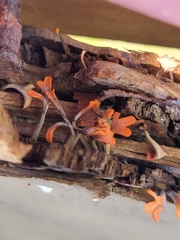 Dacrymyces spathularia