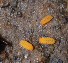 Bilobella braunerae