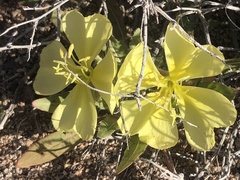 Oenothera primiveris
