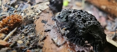 Stemonitis