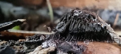 Stemonitis