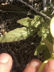 Oenothera primiveris