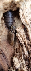 Porcellio scaber