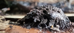 Stemonitis