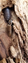 Porcellio scaber